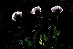 Pavots