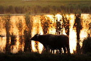 Buffalo Dreams