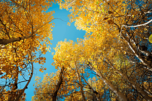 Aspen Trees