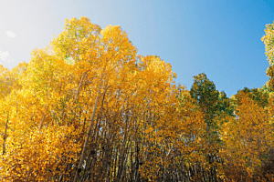 Aspen Trees in the Wind