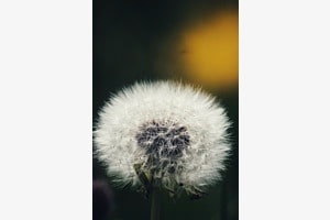 Pusteblume