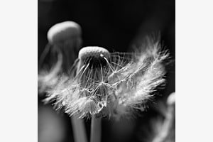Pusteblume mit Perspektive