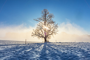 Nebelbaum