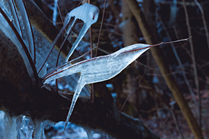 Eis-Schwalbe