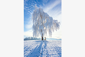 Winterlicht