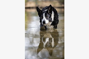 Im Wasser