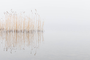 Schilf im Nebel
