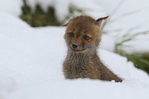 Fuchsbaby im Schnee