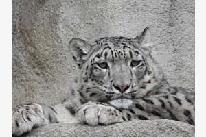 Snow leopard