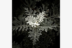 Jacobaea Maritima