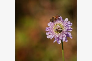 Bee Flowery