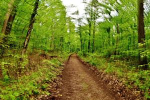 Waldweg