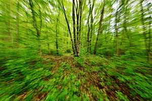 Waldgrün