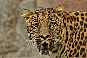 Leopard