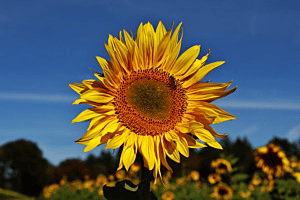Sommergruss