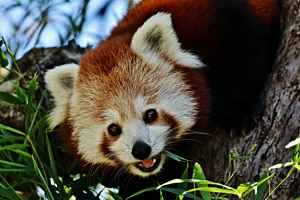 Kleiner Panda