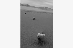 Muschel im Sand