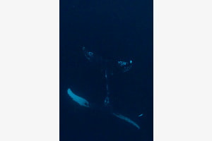 Humpback in the Darkness Humpback in the Darkness