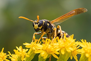 Feldwespe