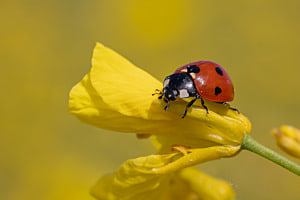 Marienkäfer im Rapsfeld