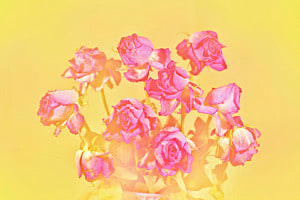 Rosa Rosen