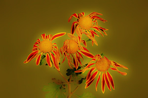 Flores 4