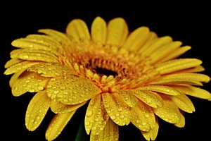 Mit Wassertropfen