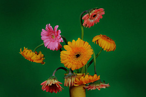 Flores 6
