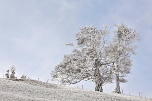 Winterbäume Winterbäume