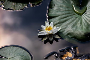 Shiny Lily Shiny Lily