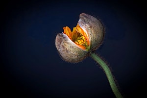 Mohn kurz vor dem Blühen