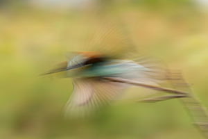 Bienenfresser