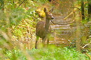 Auf der Pirsch