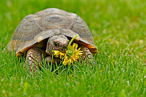 Tierisch gutes 'Blümchen'