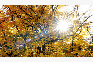 herbstgelb