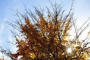 herbstgelb-blau