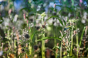 Biodiversität