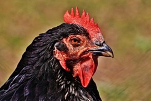 Bio-Huhn