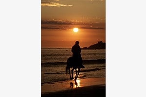 Sunset horse Sunset horse