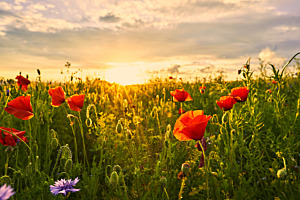 Die Sonnenanbeter