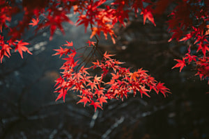Herbstblätter in Japan