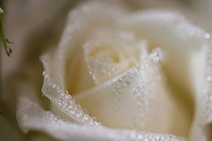 Weisse Rose
