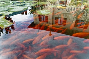 Wasser