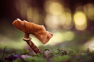 Krummer Pilz im Gegenlicht