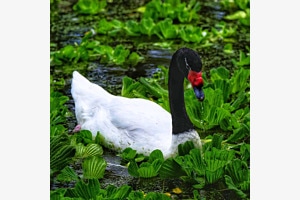 Black and White Swan
