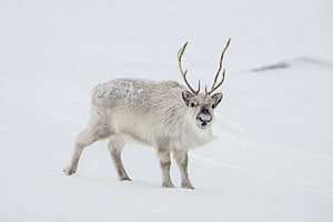 Svalbard Rentier