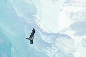 Northern Fulmar circling around an ice berg