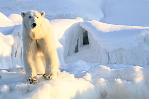 Polar Bear in Winter Wonder Land