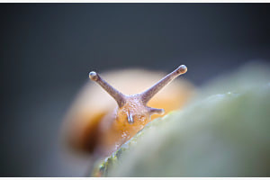 Schnecke von unten