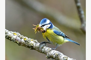 Nestbau